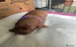 Cavapoo dogs for sale: 7 gorgeous F1b Cavapoo Puppies (4 girls & 3 boys)  - Image 5