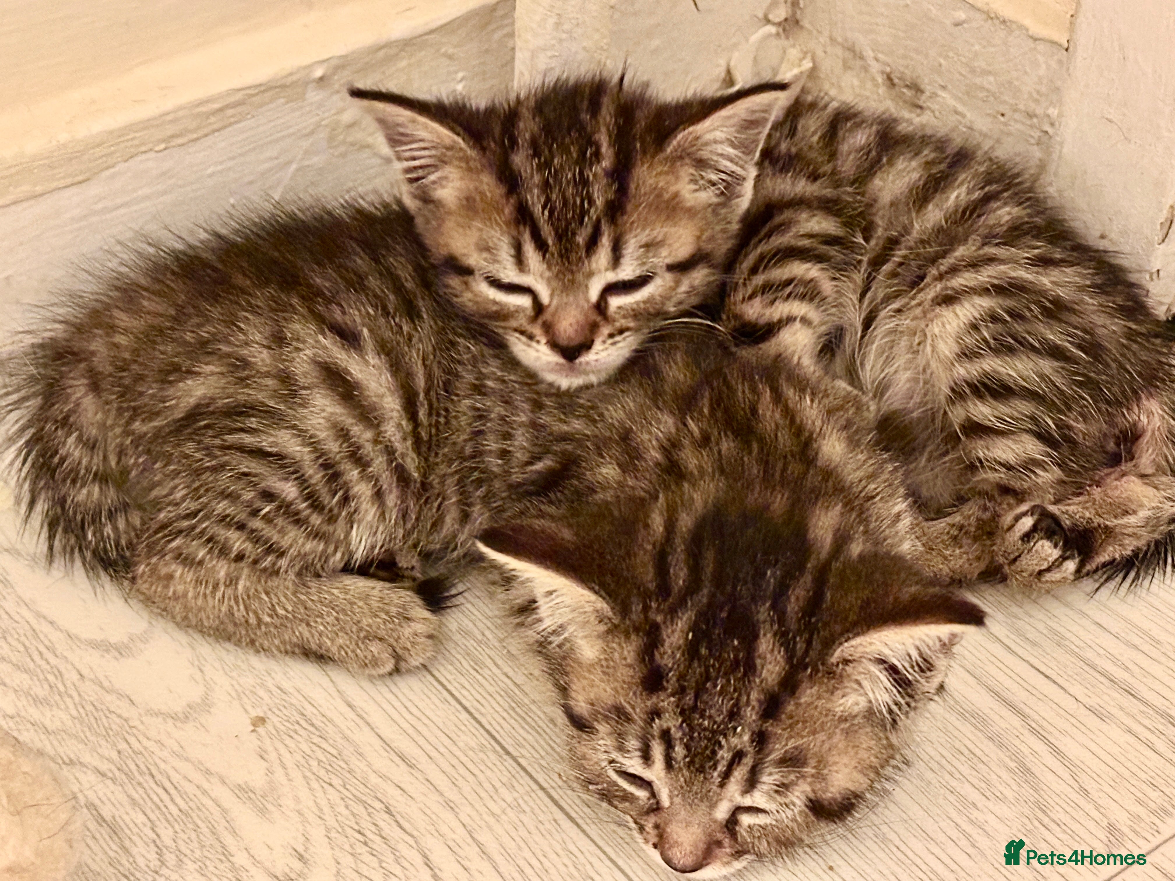 Bengal cats 2 Bengal mix kittens for sale  - Advert 1