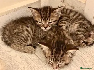 Bengal cats 2 Bengal mix kittens for sale - Advert 4