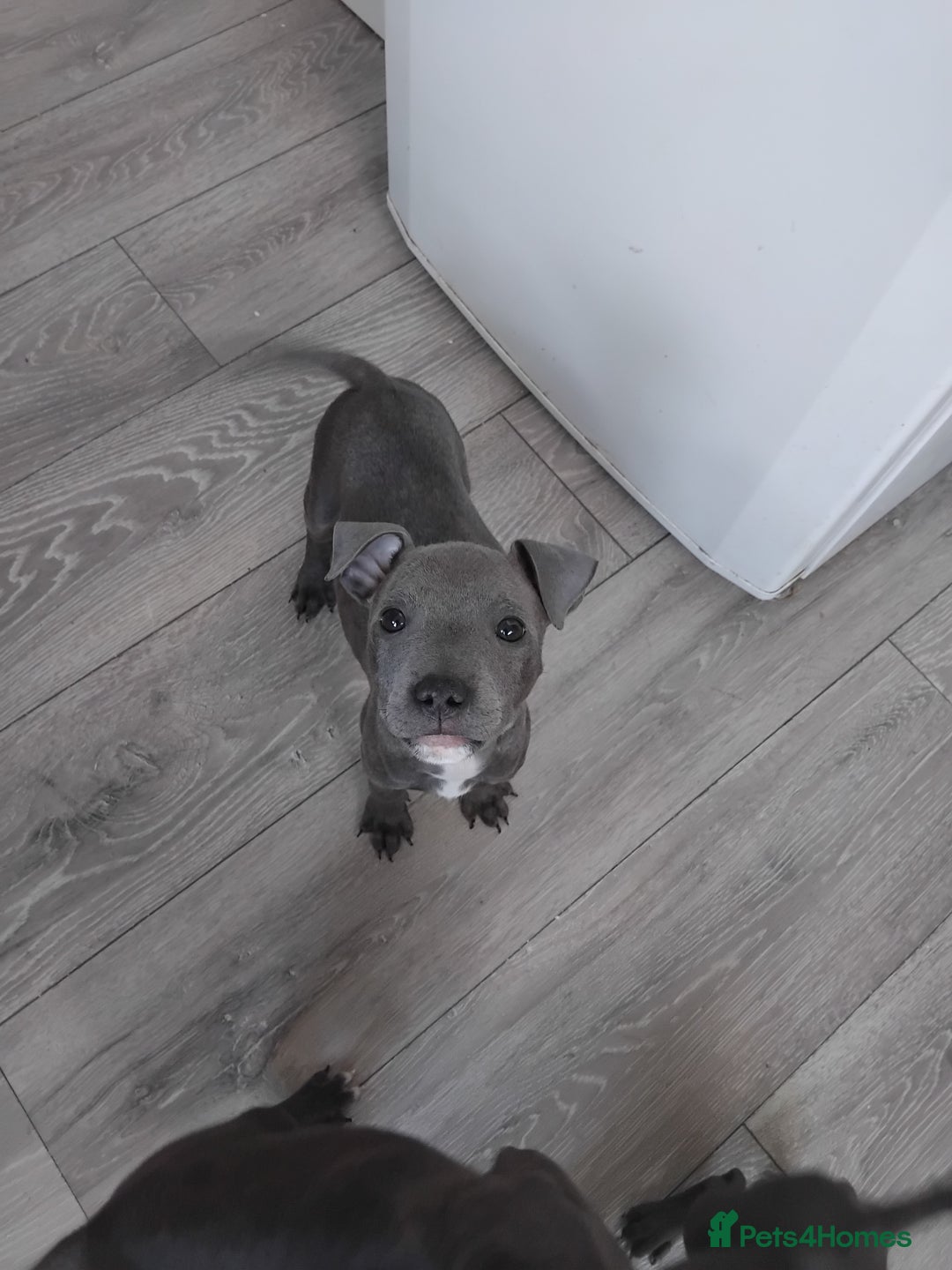 Staffordshire Bull Terrier dogs for sale: Blue male staff puppies  - Image 3