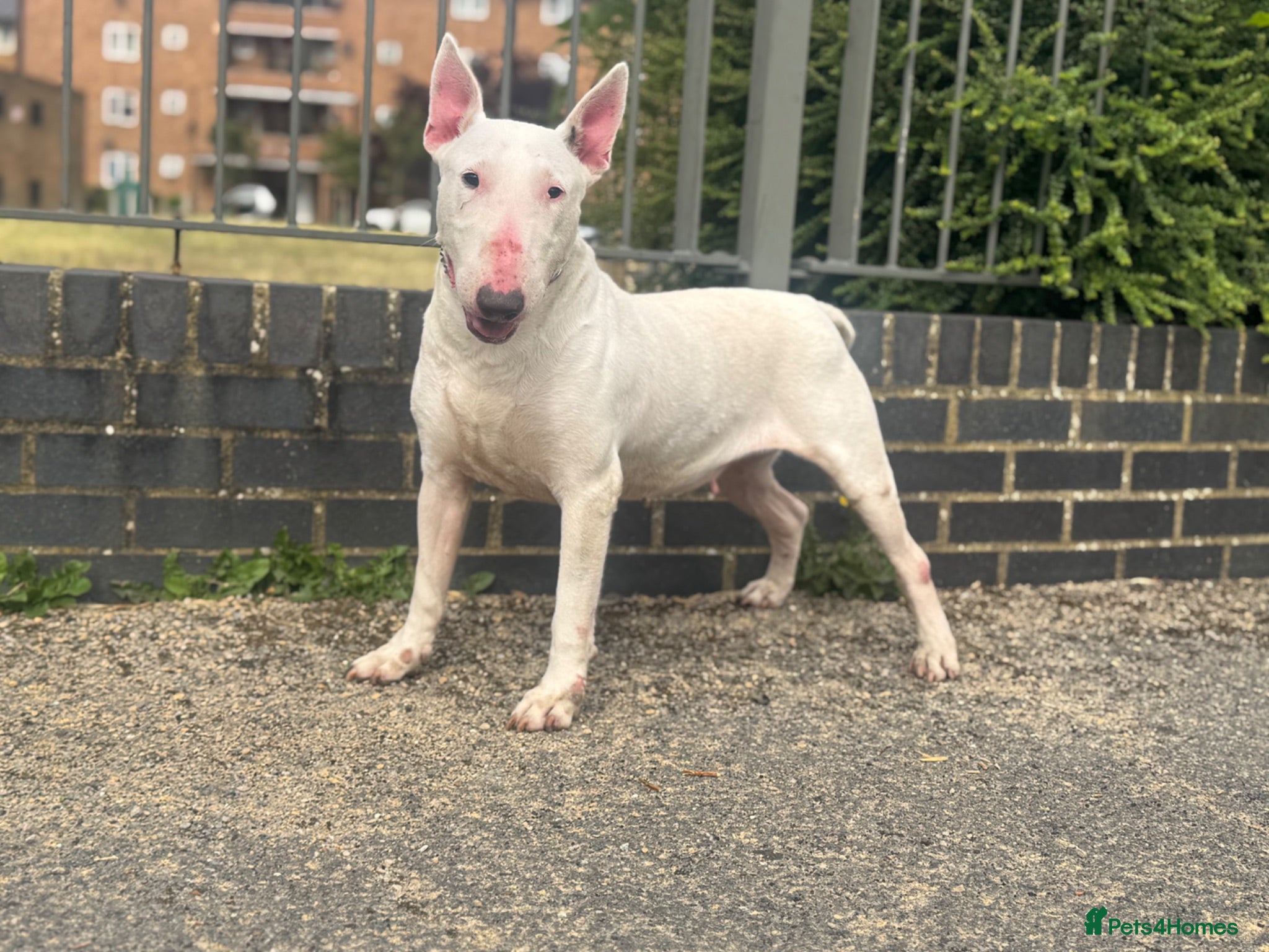 English Bull Terrier dogs English Bullterrier  - Advert 3