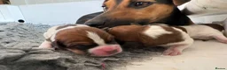 Jack Russell dogs for sale: Delightful Miniature Jack Russell Pups - Advert 10