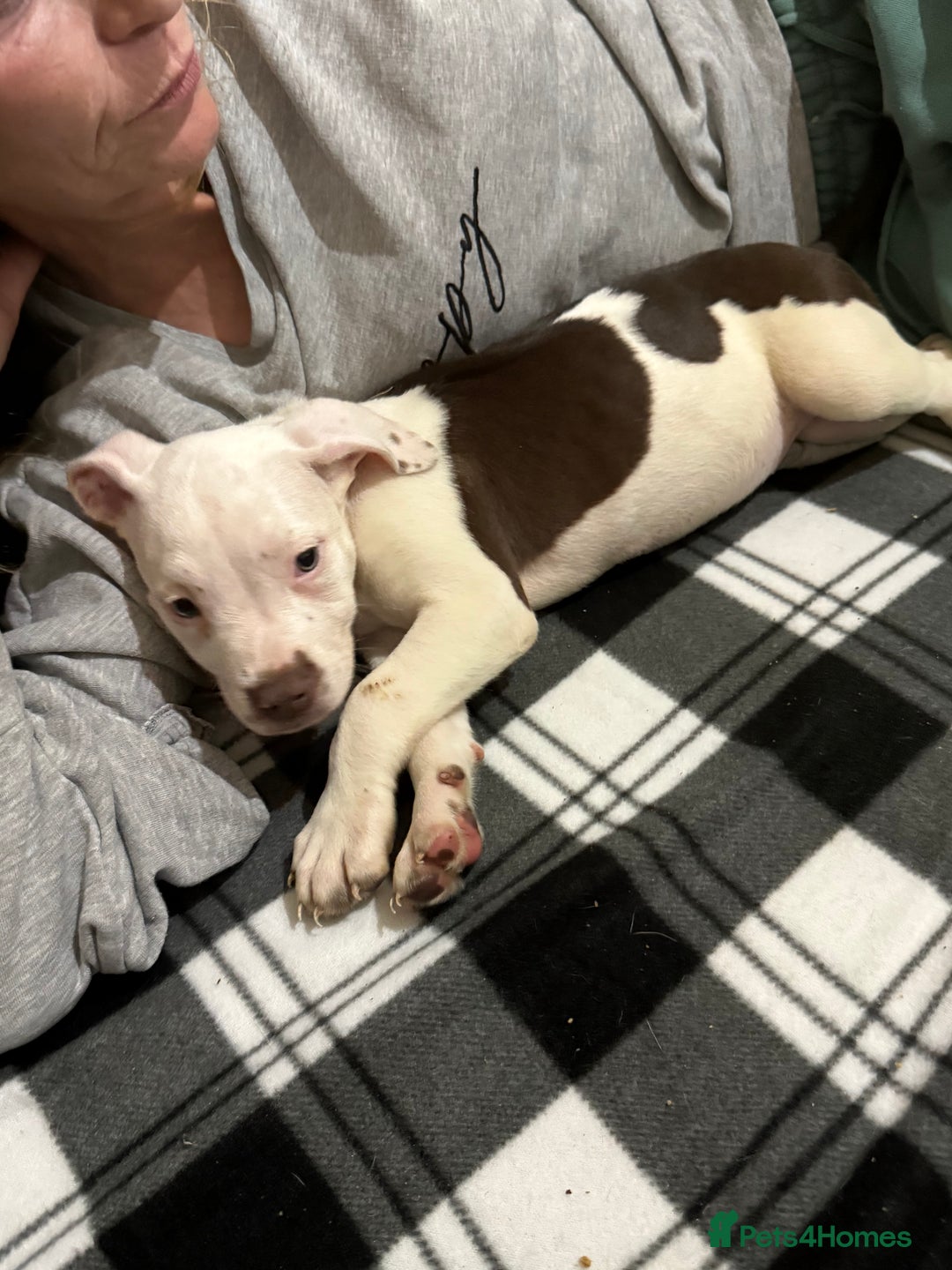 Mixed Breed dogs for sale: Spaniel crossed  - Advert 16