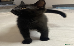 European cats for sale: Four Gorgeous Kittens Looking for Forever Homes - Image 13