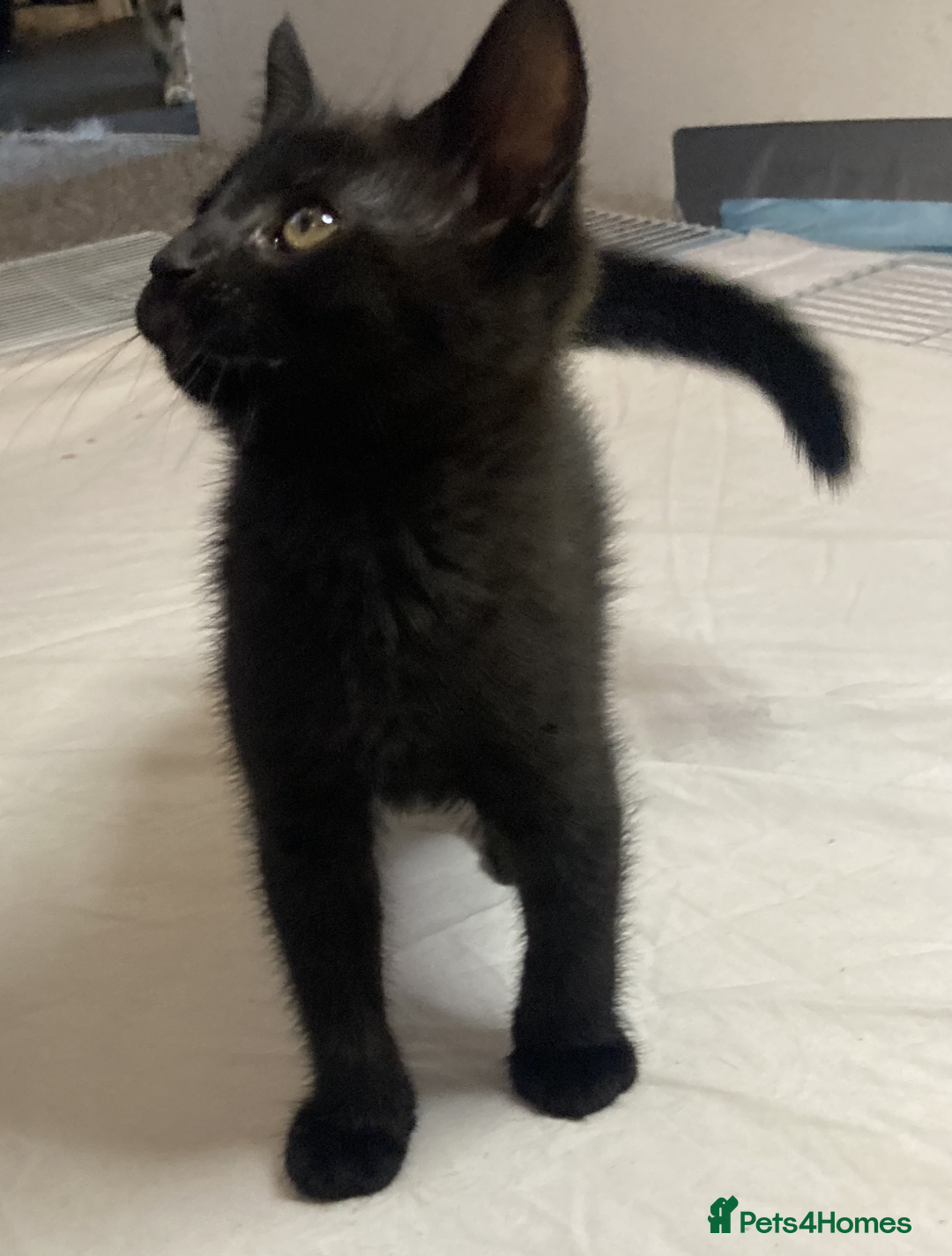 European cats for sale: Four Gorgeous Kittens Looking for Forever Homes - Image 13