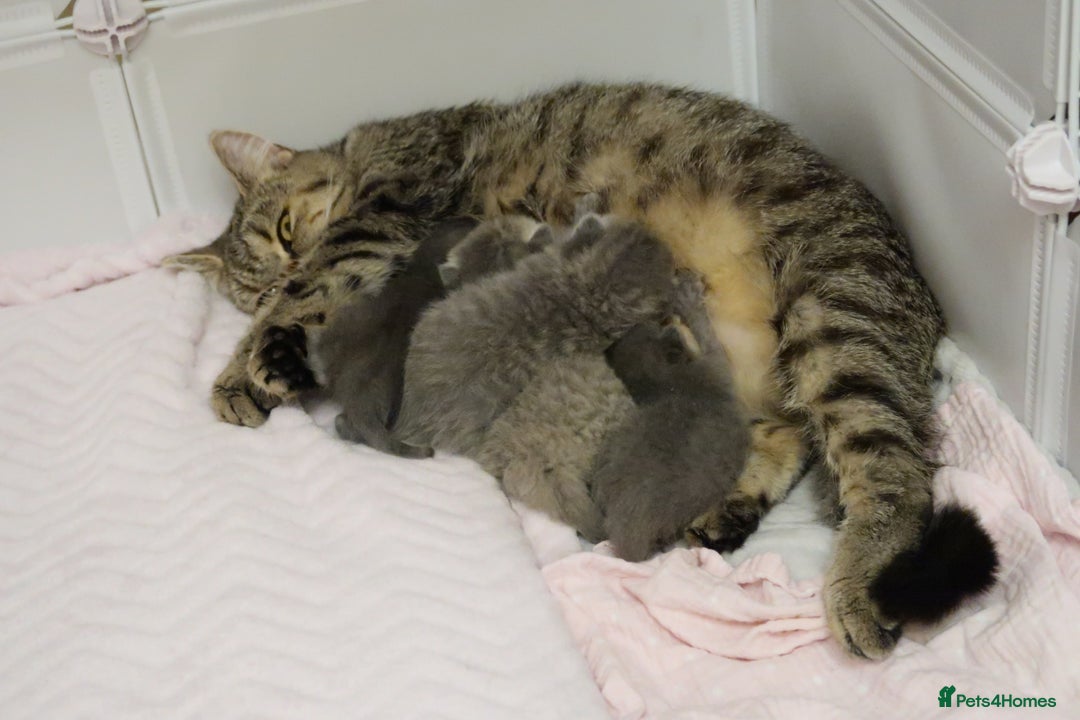 British Shorthair cats for sale: Solid Blue & Blue Golden Spotted Tabby Kittens - Image 7