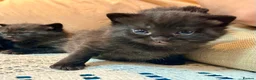 British Shorthair cats for sale: 🐾Beautiful Black British Shorthair Cross Kittens in Letchworth Garden City - Advert 8