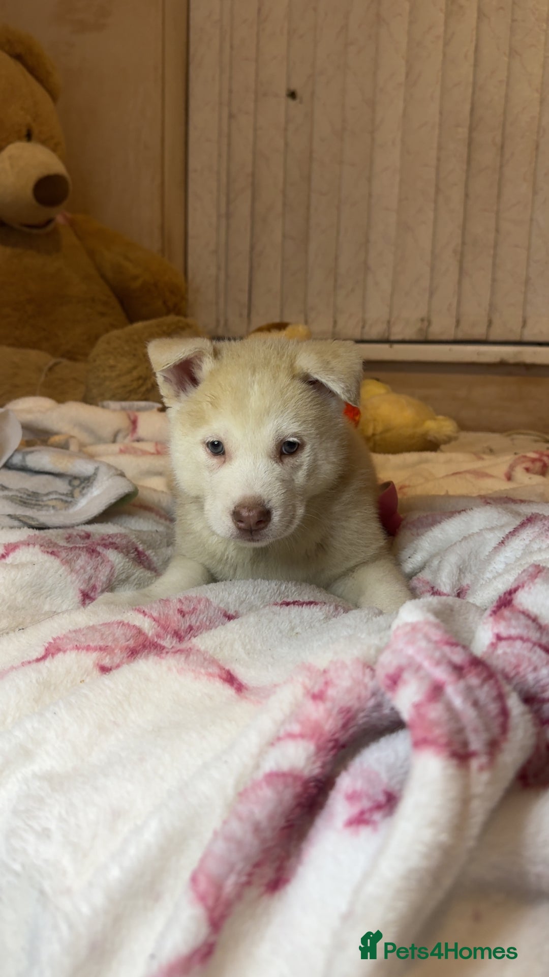 Siberian Husky dogs for sale: Siberian husky  - Advert 36