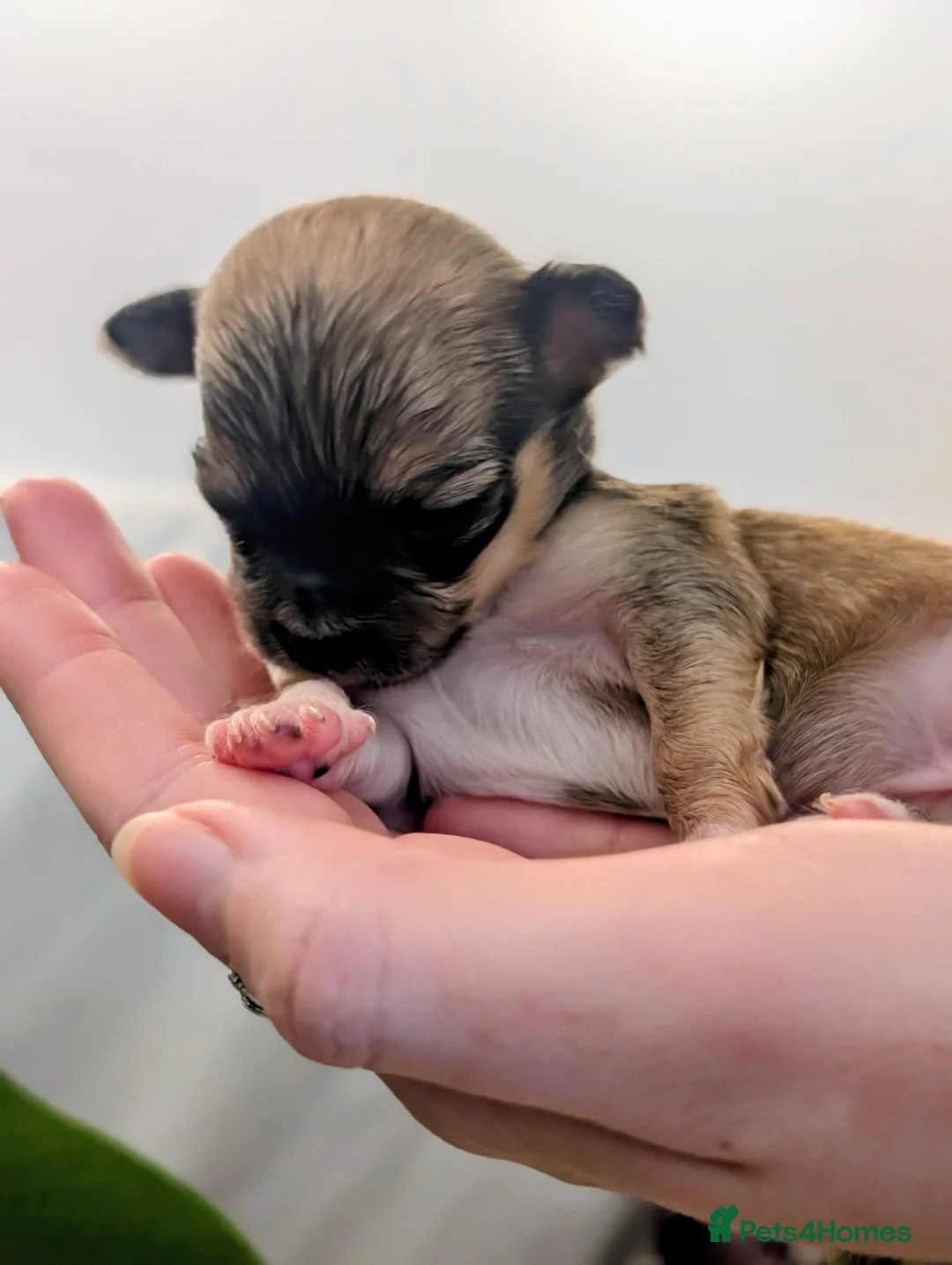 Chihuahua dogs for sale:  3 ABSOLUTELY GORGEOUS CHIHUAHUA PUPPIES FOR SALE - Advert 27