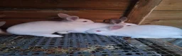 Mixed Breed rabbits for sale: New ZealandWhite cross with Californian Rabbits - Advert 7