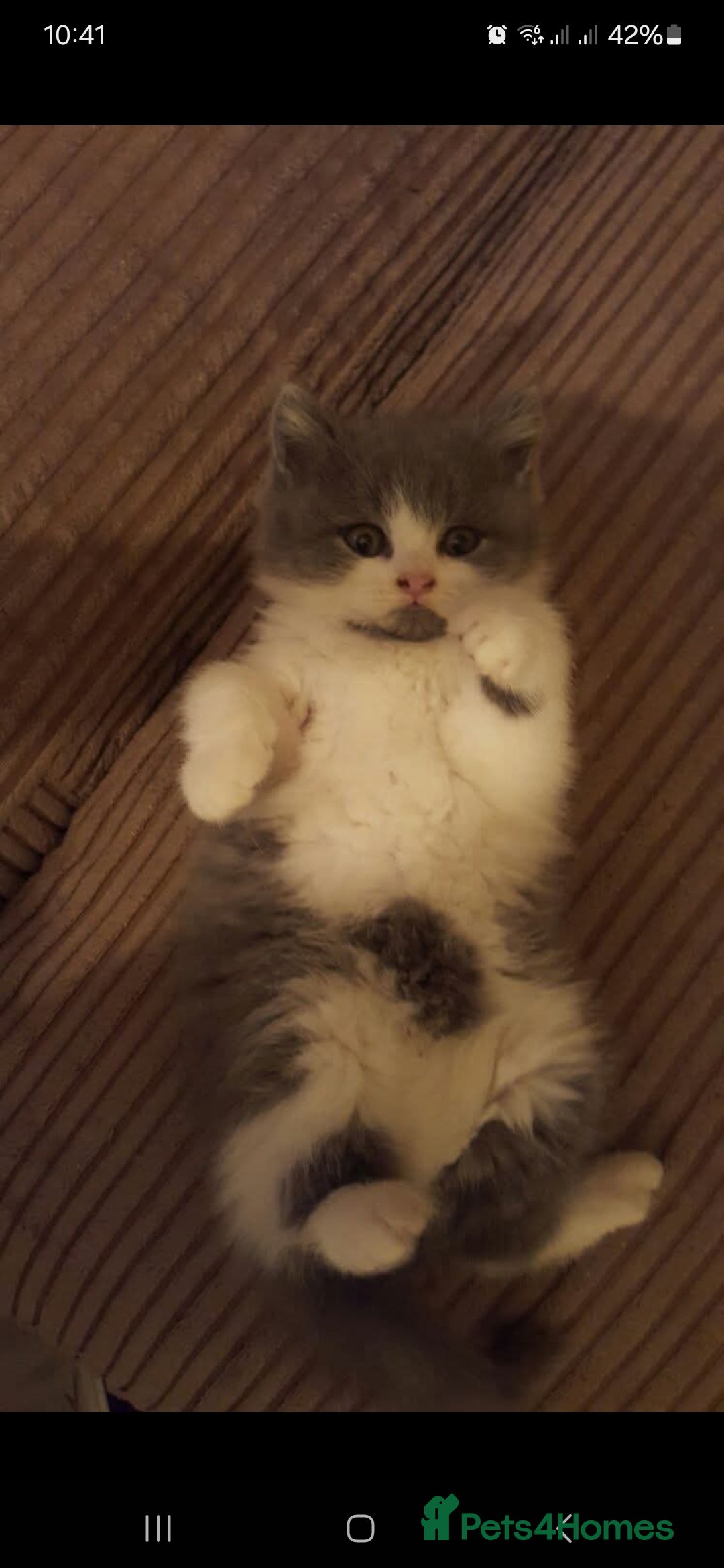 British Shorthair cats 😍 READY NOW gccf reg British shorthair kittens - Advert 9