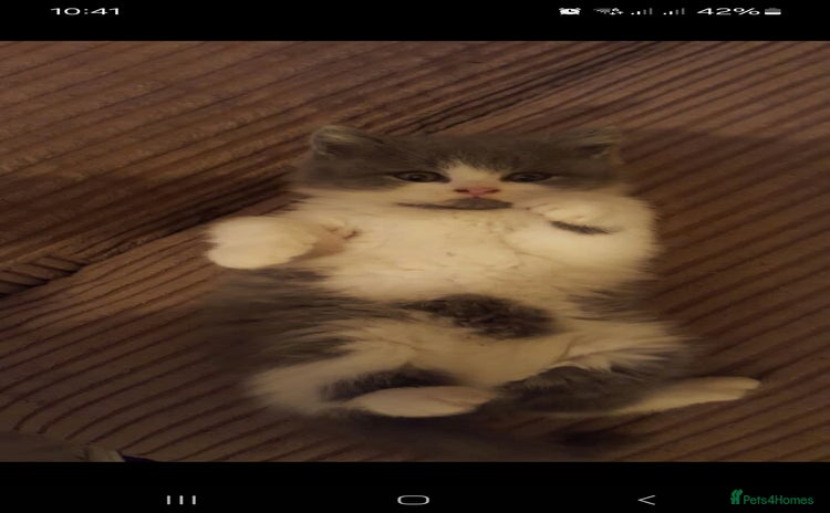 British Shorthair cats - Advert 8