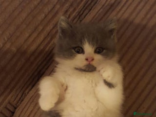 British Shorthair cats 😍 READY NOW gccf reg British shorthair kittens - Advert 9
