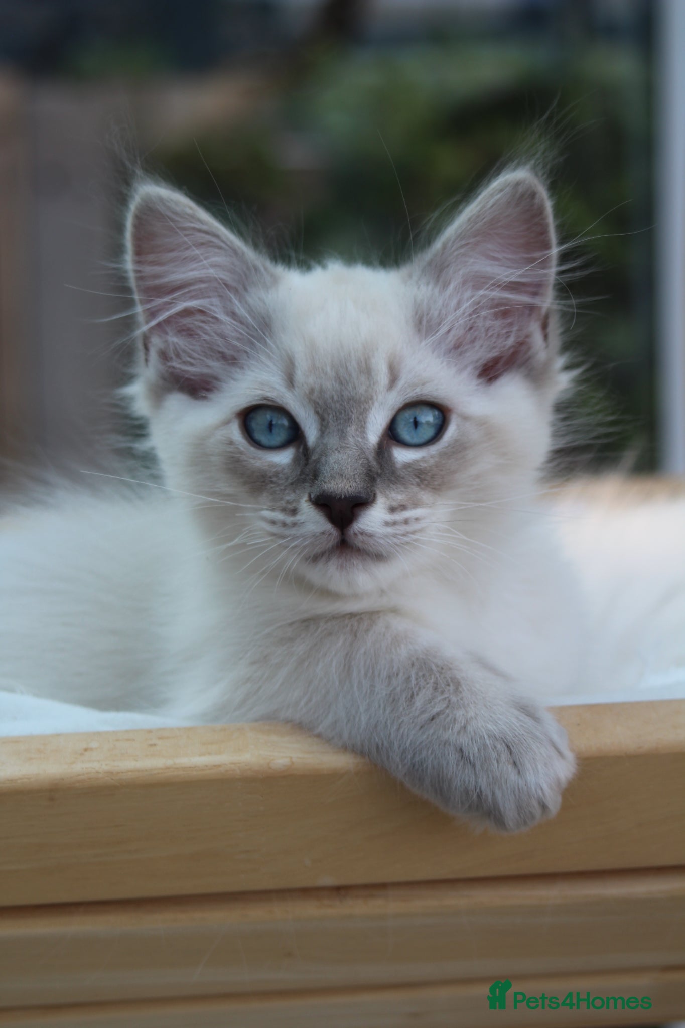 Ragdoll cats Adorable TICA Ragdoll/Cherubim Kittens  - Advert 7