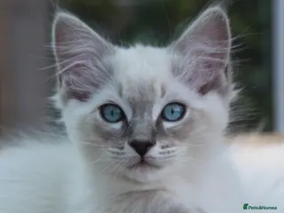 Ragdoll cats Adorable TICA Ragdoll/Cherubim Kittens - Advert 7