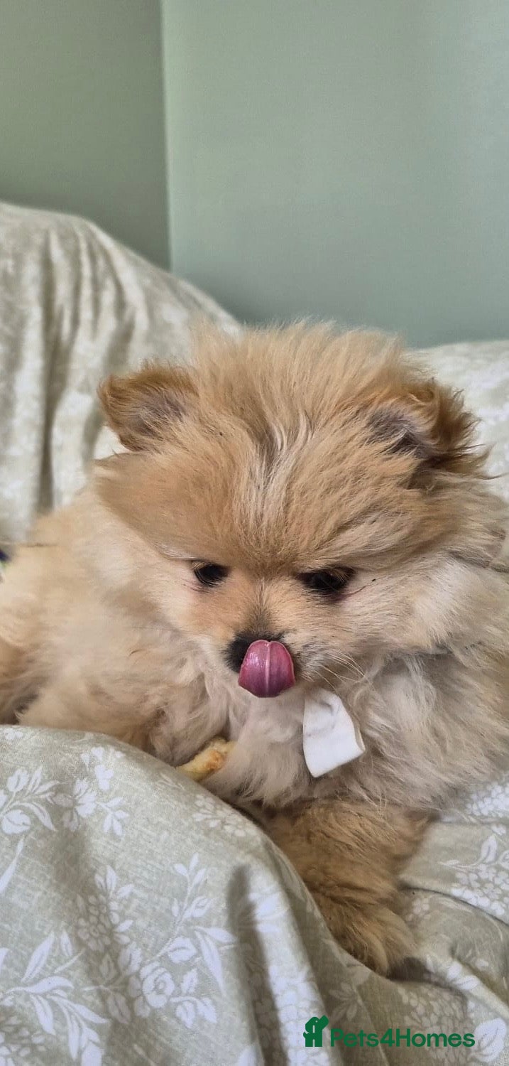 Pomeranian dogs POM POM POM  - Advert 2