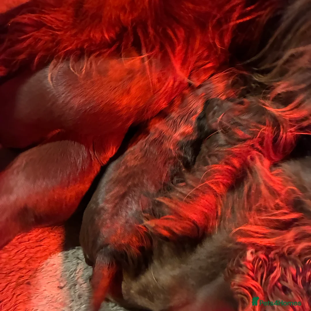 Sprocker dogs for sale: Sprocker puppies for sale  - Advert 16