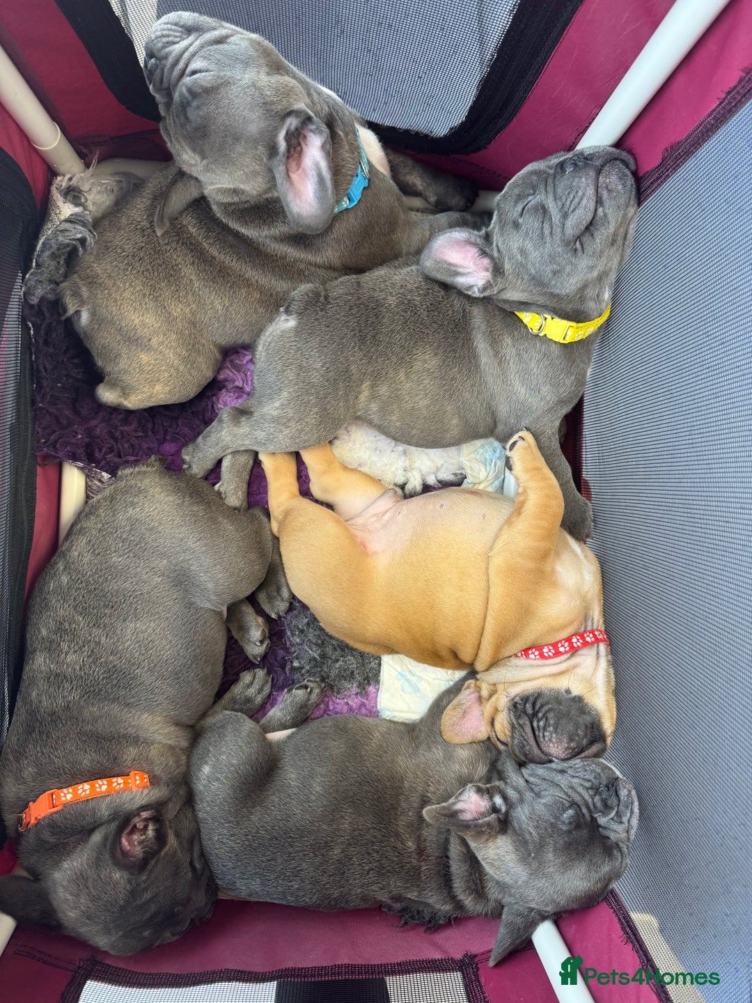 French Bulldog dogs for sale: 2 left Ready for FOREVER Home🏡French Bulldog 🐶🐾 in Preston - Image 20