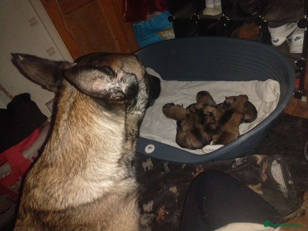 Belgian Shepherd Dog dogs for sale: Belgian malinois puppies for sale  - Image 11