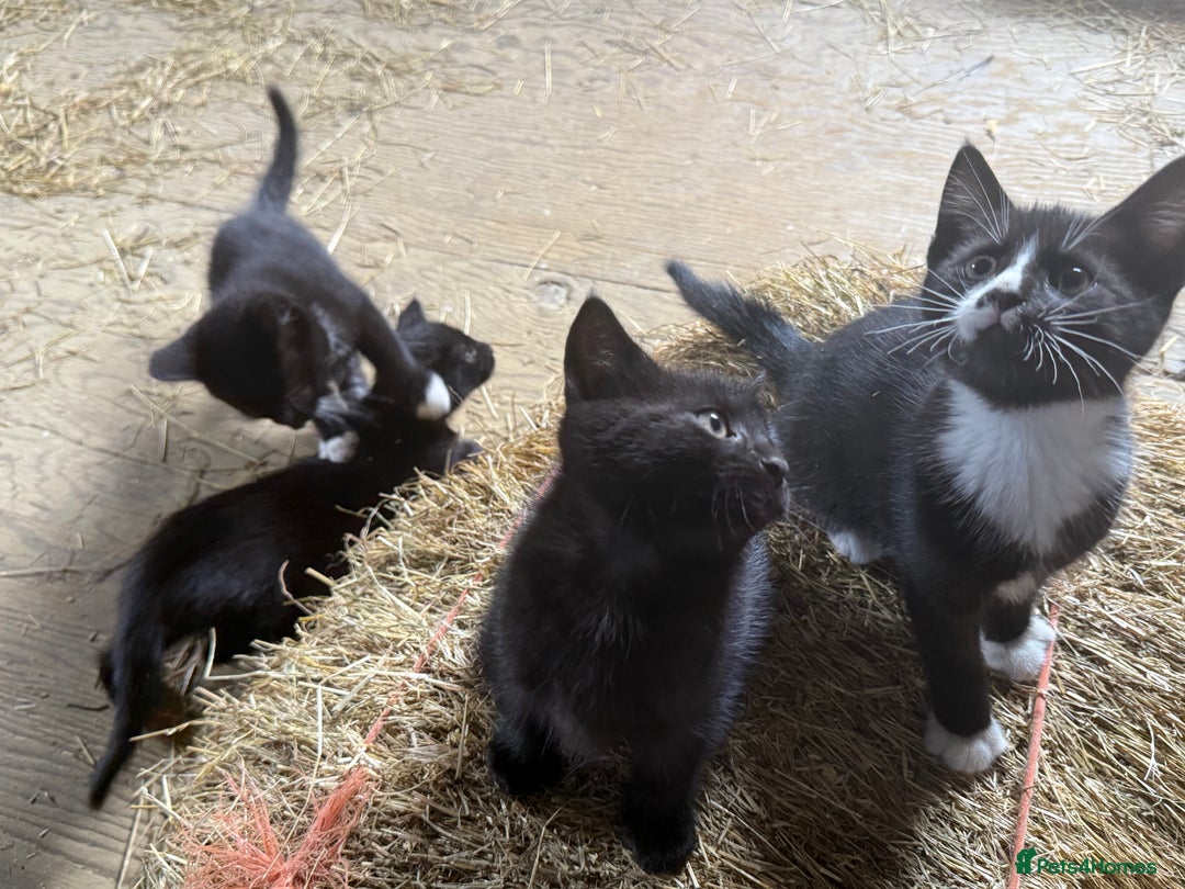 Mixed Breed cats for sale: 7 kittens now ready for their new home  - Image 4