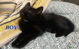 Mixed Breed cats for sale: READY NOW!!! 🐈‍⬛🐈‍⬛🐈‍⬛ - Image 18