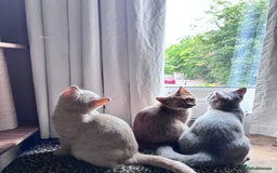 British Shorthair cats for sale: Beautiful British shorthair kittens  - Image 5