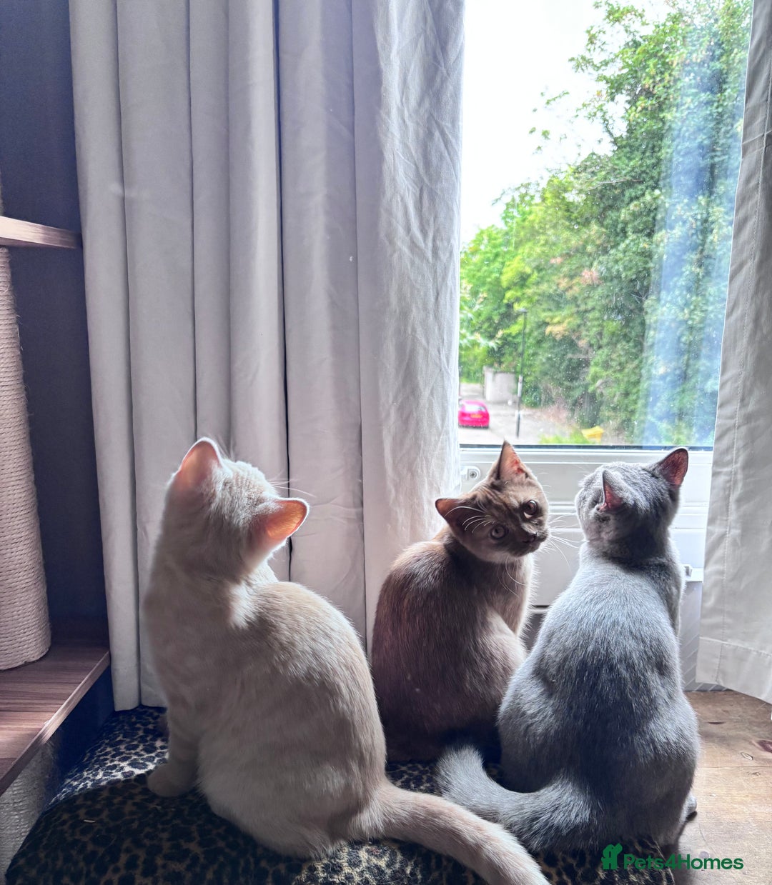 British Shorthair cats for sale: Beautiful British shorthair kittens  - Image 5