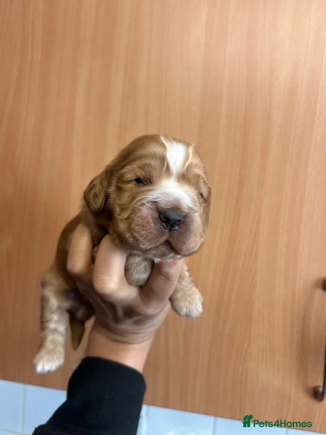 Cocker Spaniel dogs for sale:  SHOW true to type quality puppies 🐶2 BOYS LEFT * - Advert 1