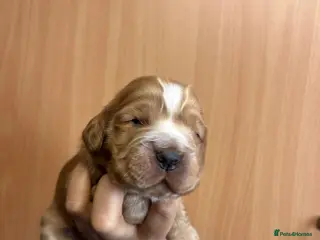 Cocker Spaniel dogs SHOW true to type quality puppies 🐶2 BOYS LEFT * - Advert 14