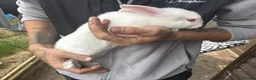 Rex rabbits for sale: Beautiful albino Rex  - Advert 6