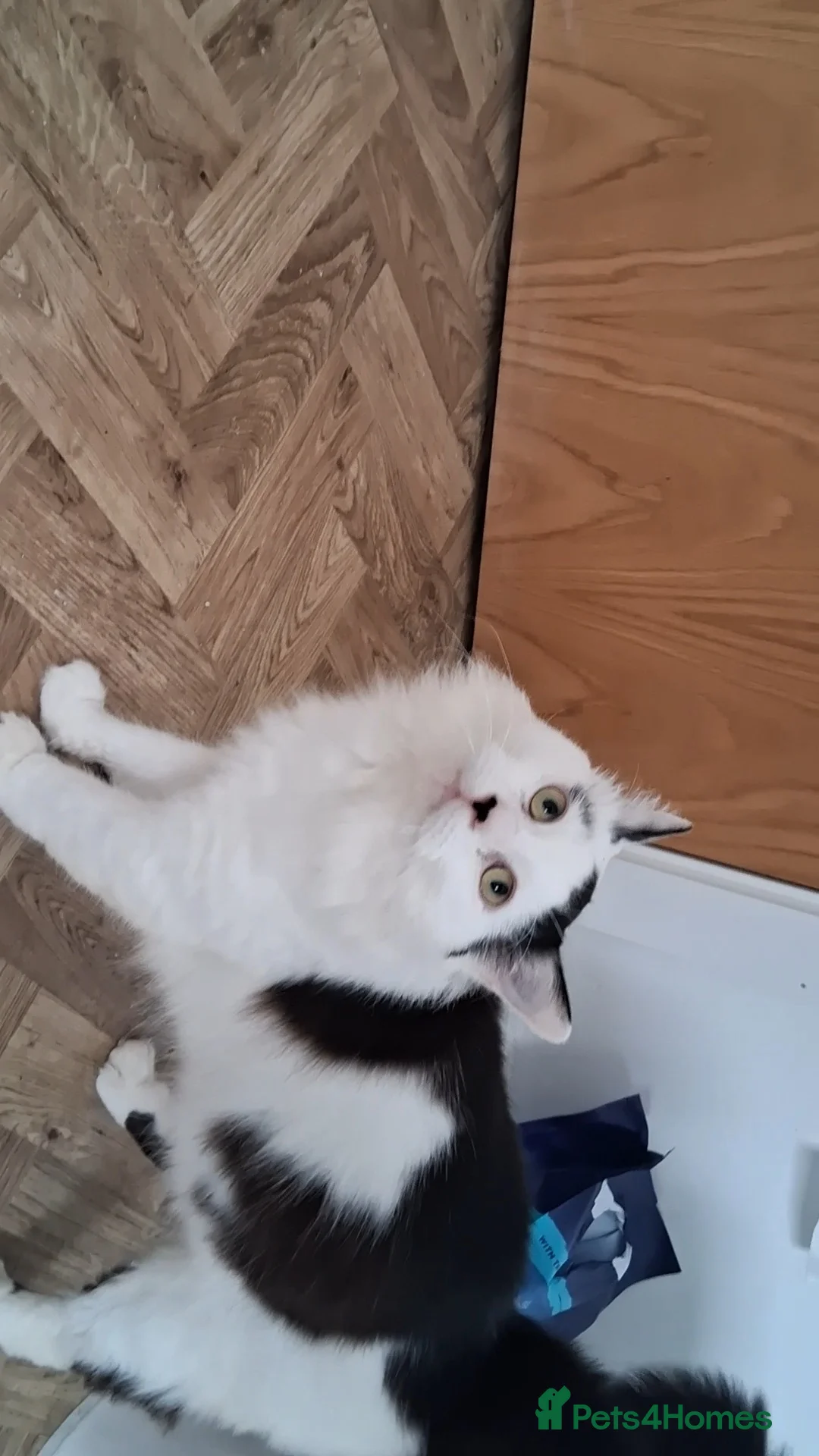 Mixed Breed cats for sale: 1 Yr old Bob - Advert 5