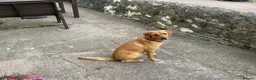 Labrador Retriever dogs for stud: Available for stud - Advert 7