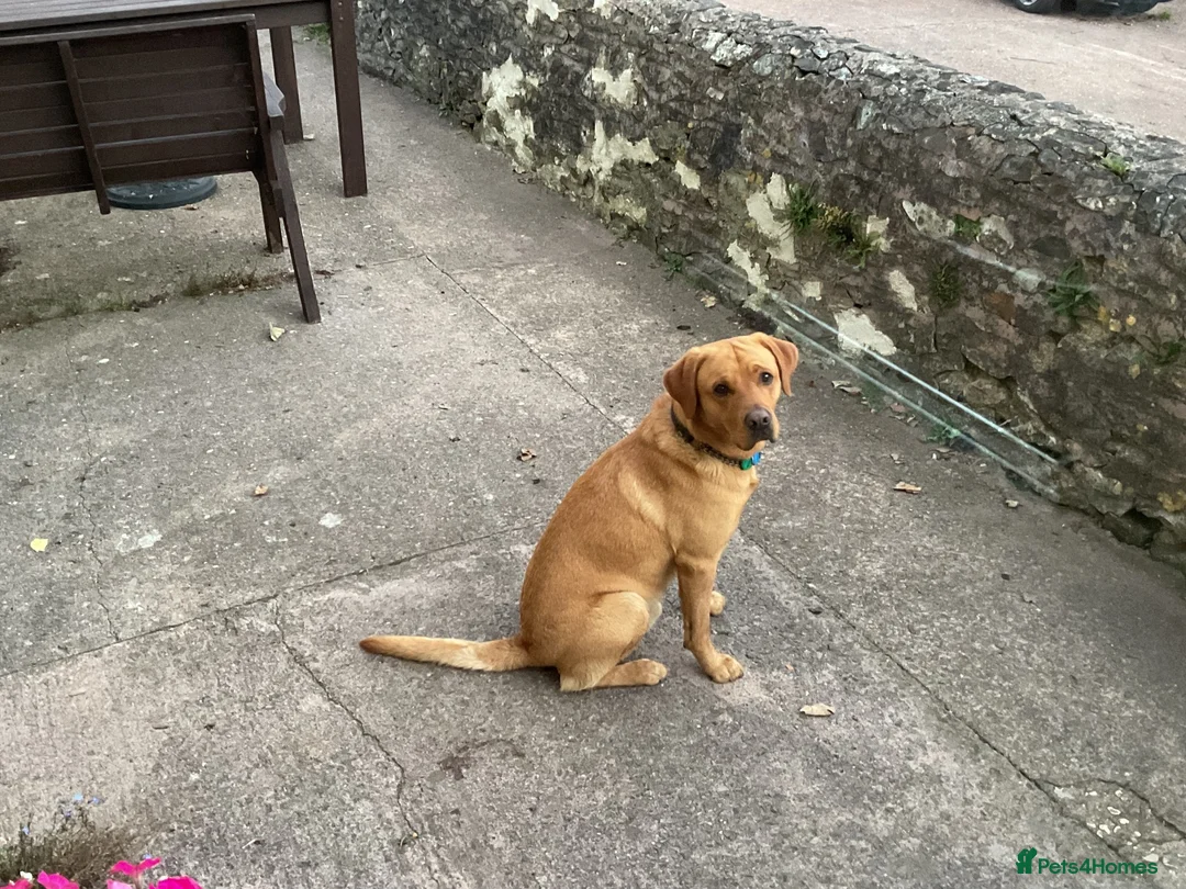 Labrador Retriever dogs for stud: Available for stud - Advert 7