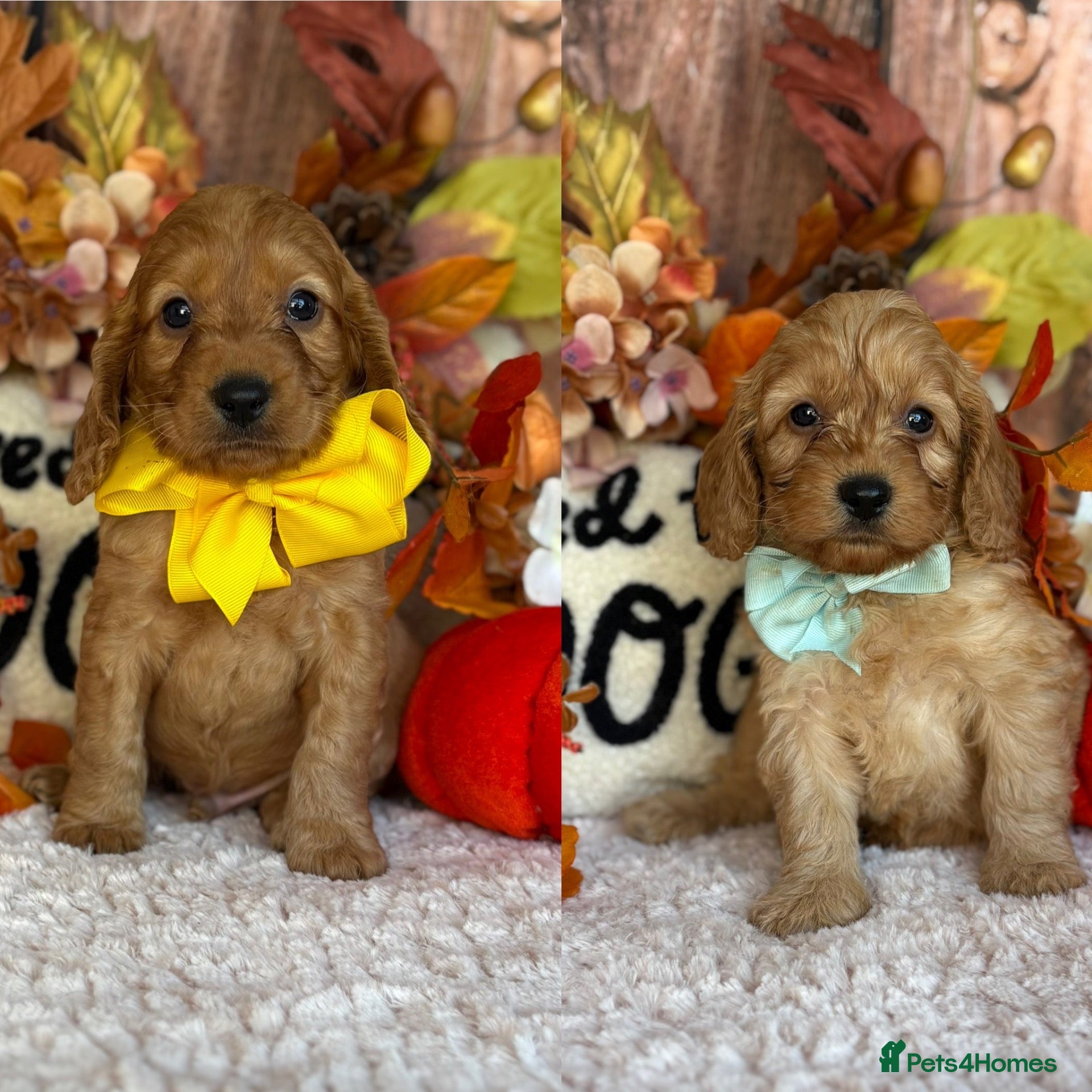 Cockapoo dogs Gorgeous F1B Miniature Cockapoos  Puppies - Advert 1