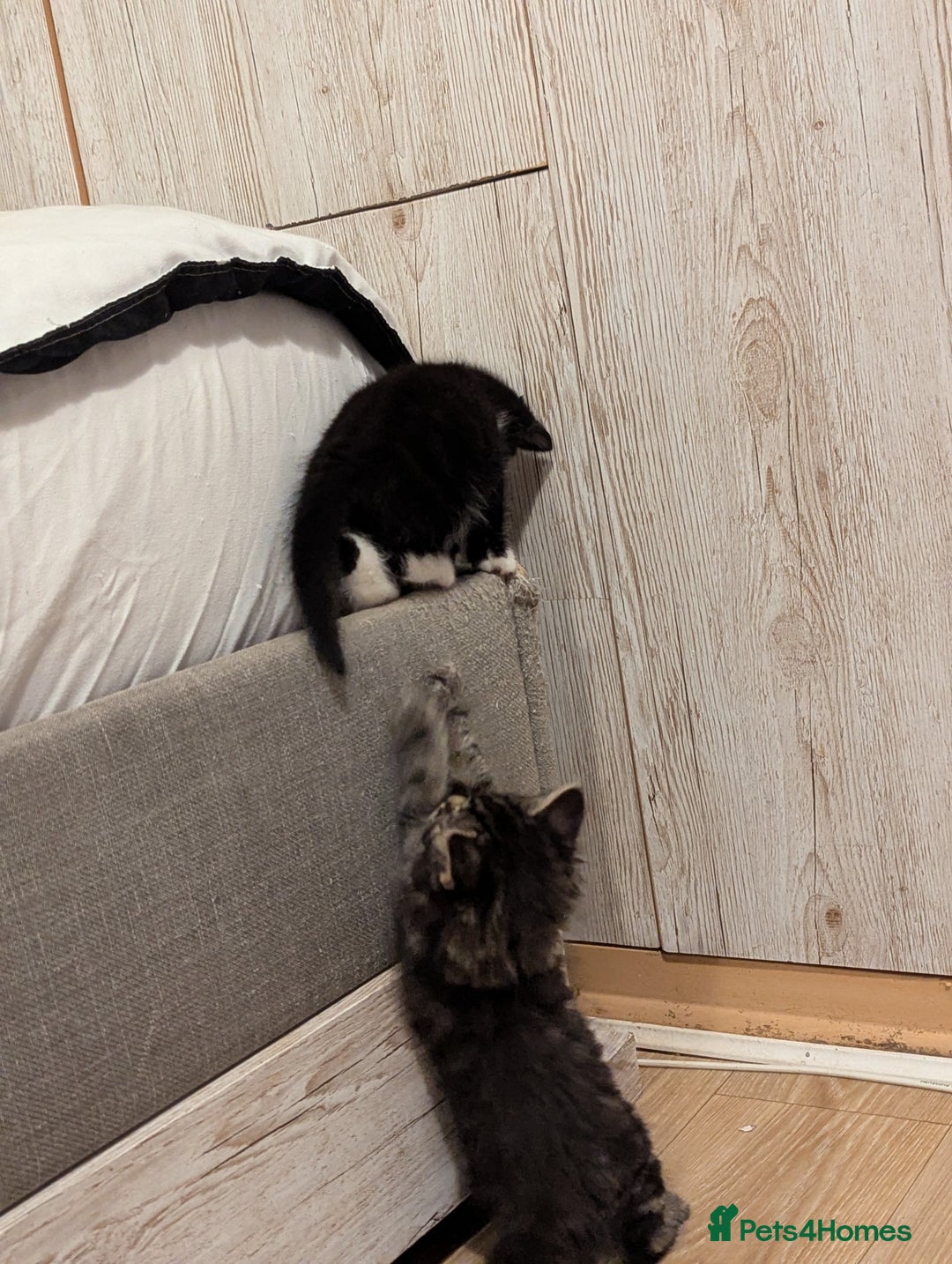 Bombay cats for sale: Beautiful kittens perfect for  **   ** s  - Advert 8