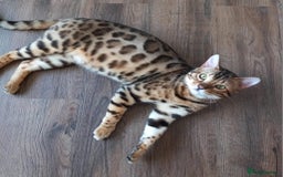 Bengal cats for sale: BENGAL Cross Kittens ♡ BLUE | READY NOW - Image 20