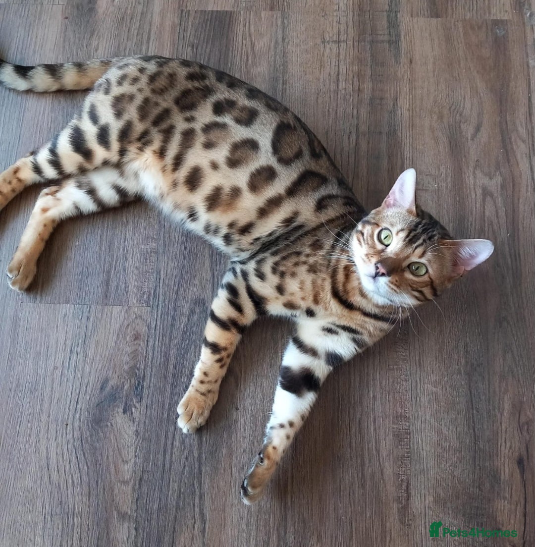 Bengal cats for sale: BENGAL Cross Kittens ♡ BLUE | READY NOW - Image 20