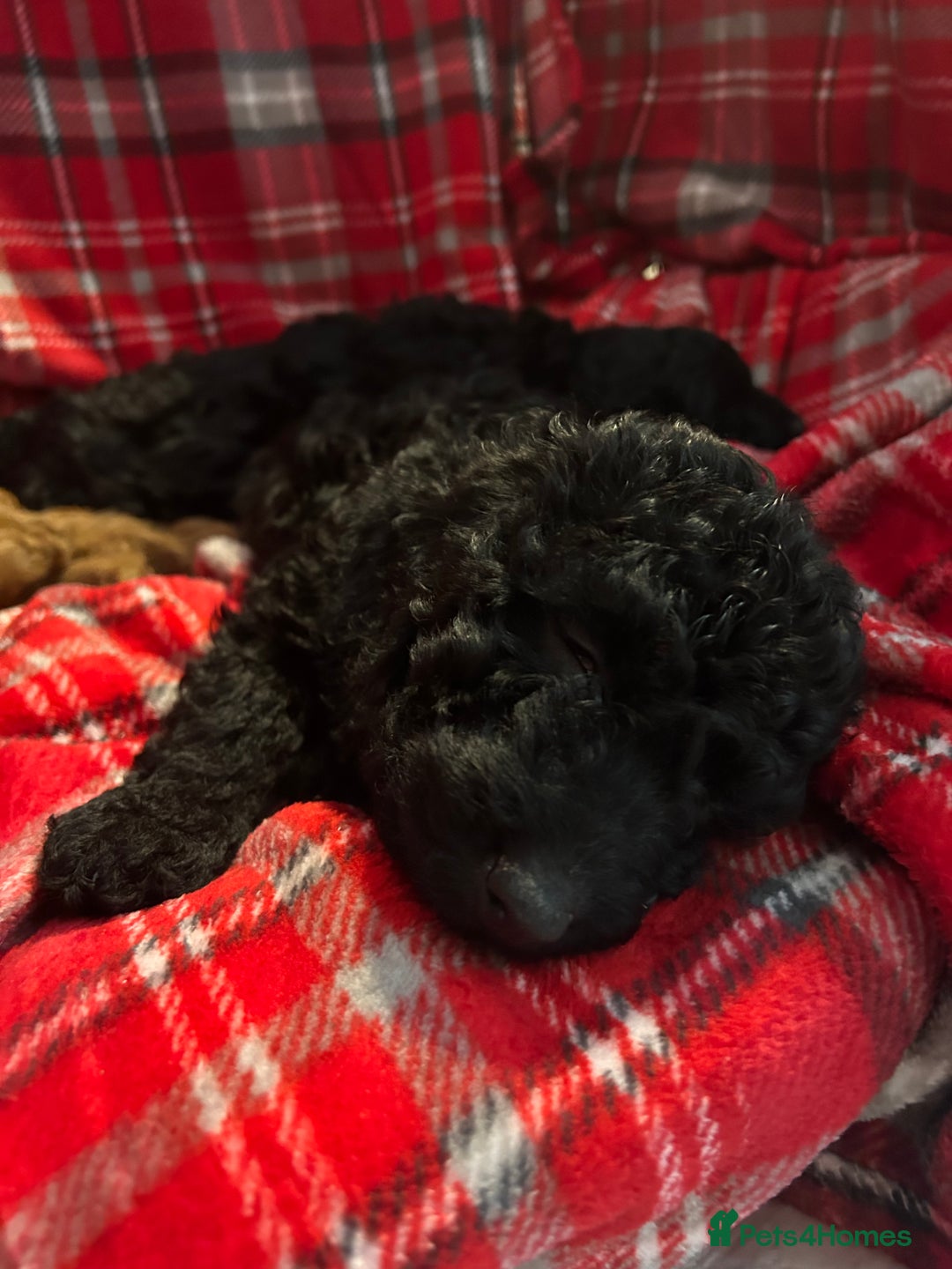 Cockapoo dogs for sale: 🐕‍🦺🐶ADORABLE COCKAPOO 🐶 🐕‍🦺 - Advert 9