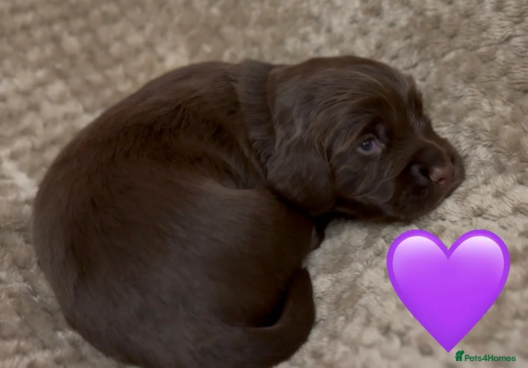 Cocker Spaniel dogs for sale: Stunning cocker spaniel pups - Advert 16