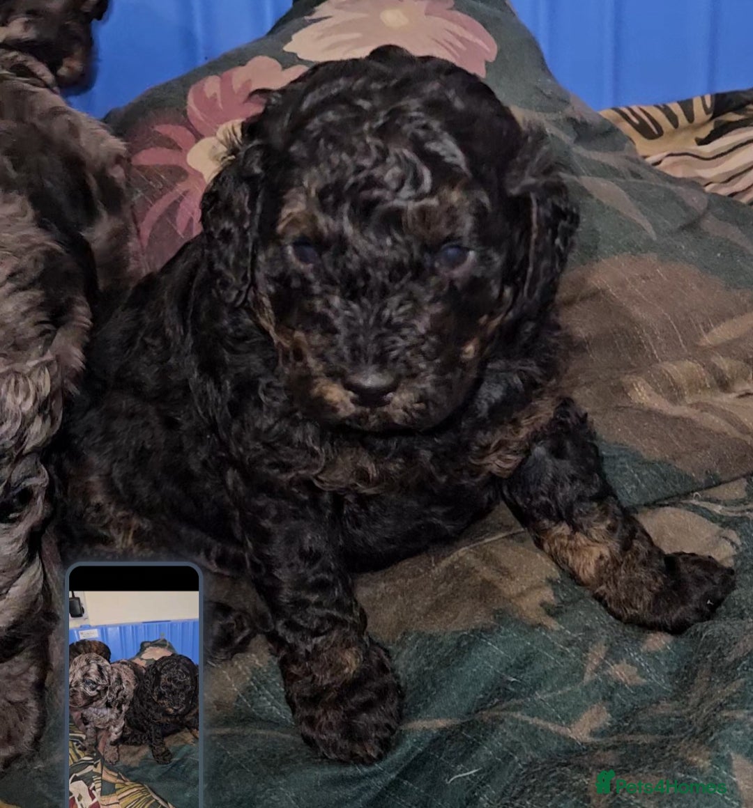 Cavapoo dogs for sale: 3 cavapoo puppies  - Advert 2