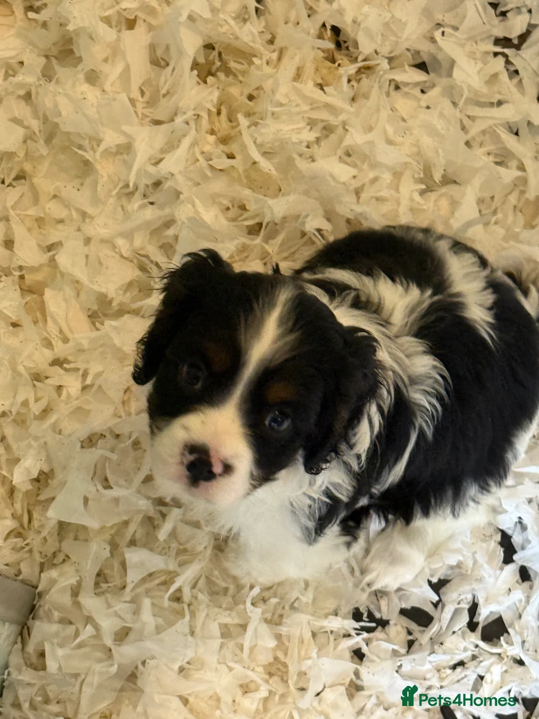 Mixed Breed dogs for sale: Ready Now Cracking Cockalier Boys  - Advert 7