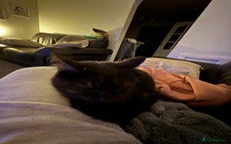 Bengal cats for sale: Ezzie is a 4 year old cat  - Image 2