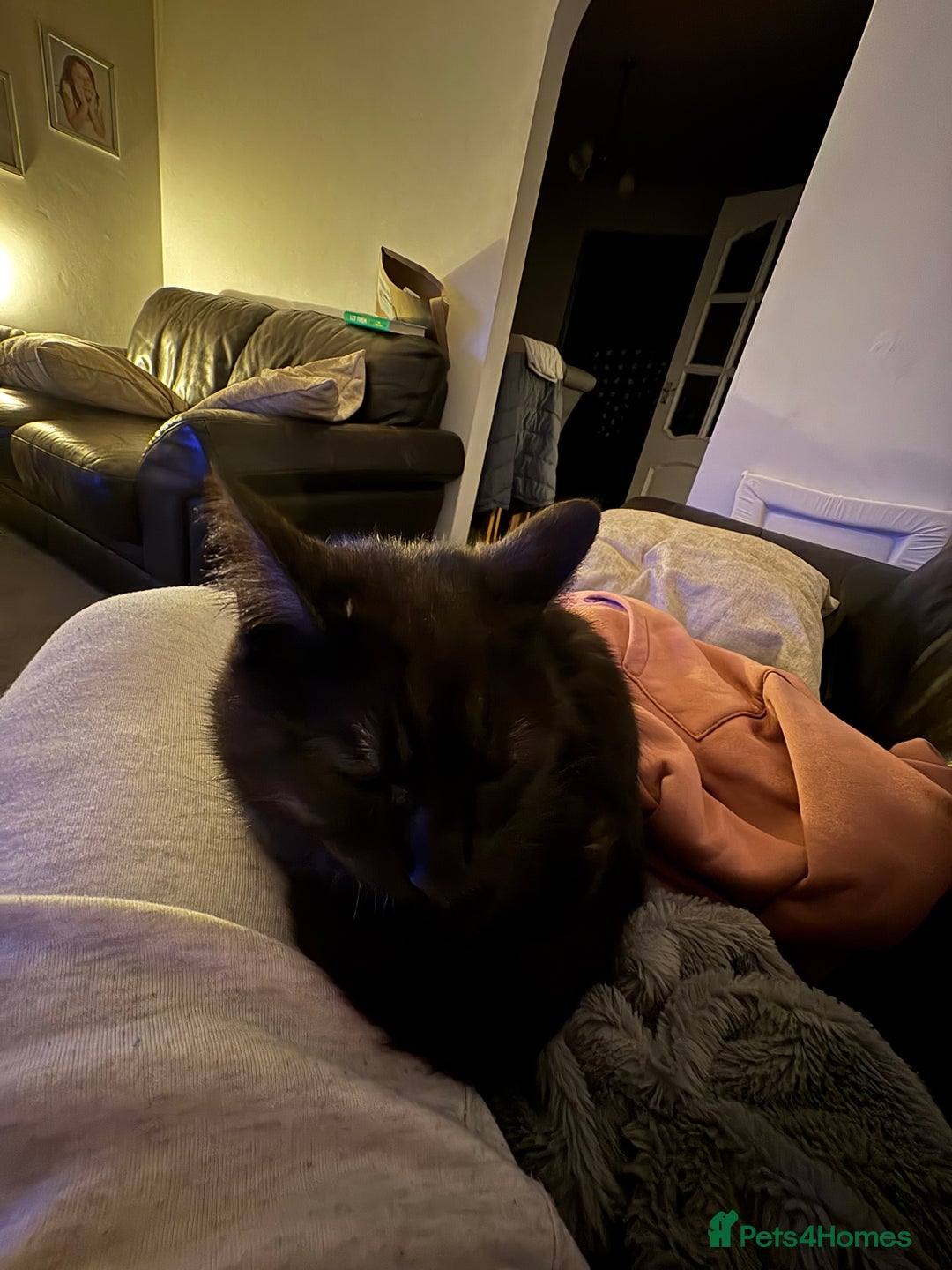 Bengal cats for sale: Ezzie is a 4 year old cat  - Image 2