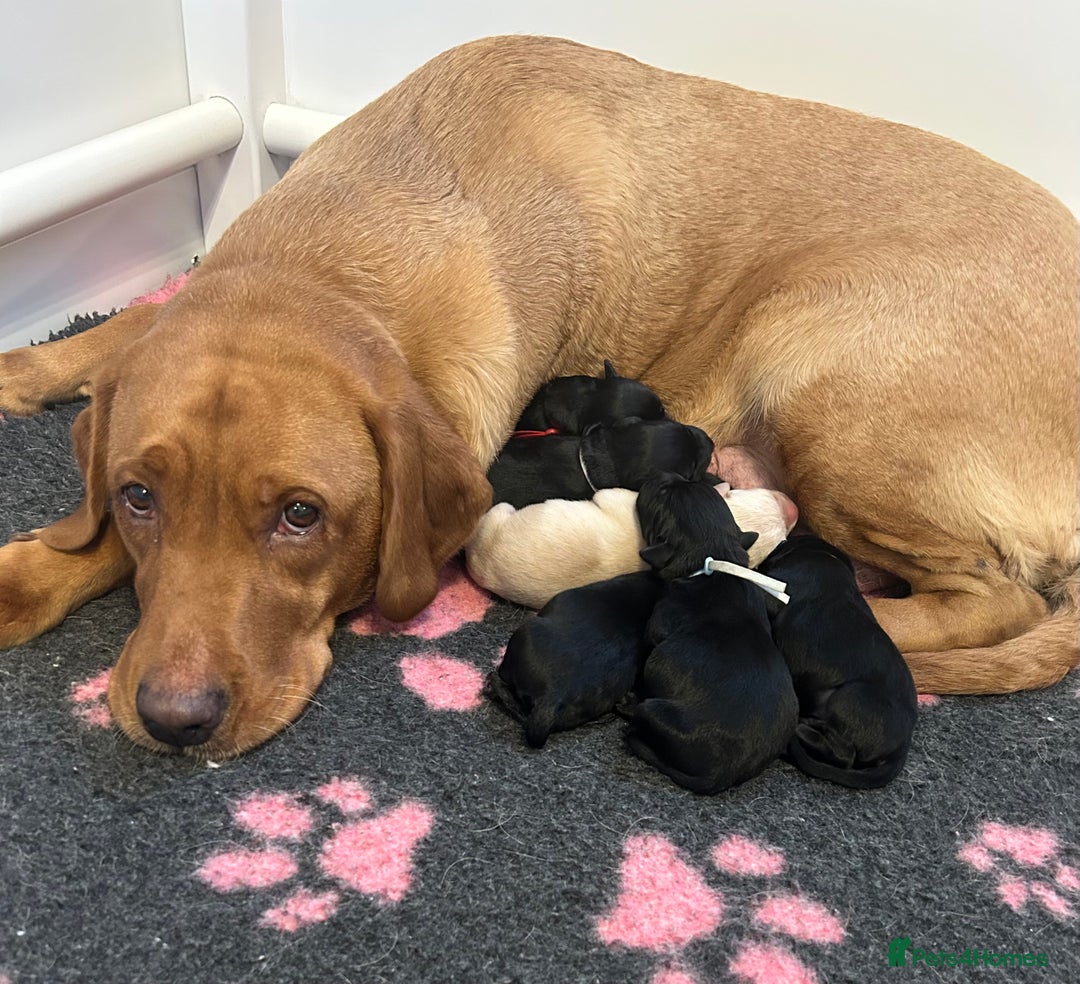 Labrador Retriever dogs for sale: Beautiful litter of Labrador puppies - Advert 3