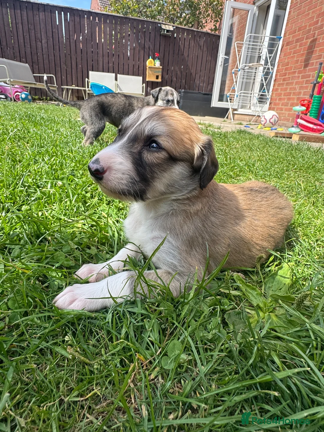 Lurcher dogs for sale: Beautiful Saluki Greyhound Puppies in Bishop Auckland - Advert 2