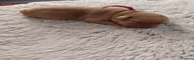 Labrador Retriever 4