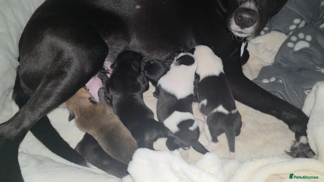 Mixed Breed dogs for sale: 5 collie x whippet puppies  - Advert 10