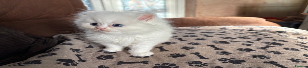 Persian Kitten 1