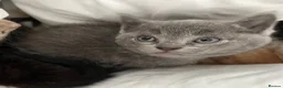 Ragdoll cats for sale: Pretty ragdoll X short hair friendly girl kittens  - Advert 16