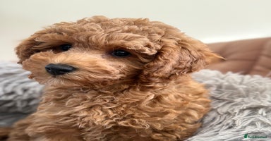 Toy Poodle dogs in Thetford - Advert 13